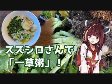 【思い切って野草を食べてみよう】#50 スズシロで「一草粥」！