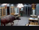 怒りの水牛!! 食われてたまるか!!