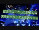 【シチュエーションボイス】空き地の主猫が天寿を全うされて物思いに耽る二人【Okano's ボイスドラマ】