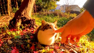 陽のあたる斜面で休む野良猫を撫でる