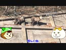 ニホンカモシカに遭遇!!  錯綜しあう二組の心（１月７日宮城県本吉郡南三陸町歌津にて）