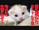 保護預かり赤ちゃん子猫、力強い生命力を見せつけるb