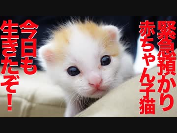 保護預かり赤ちゃん子猫、力強い生命力を見せつけるb