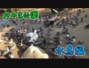 みやま公園と水鳥