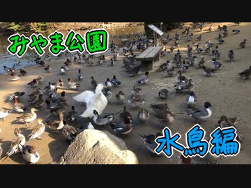 みやま公園と水鳥