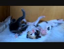 【子猫速報】一生懸命目を開こうとする妹 / 応援する姉 / 飼主を威嚇する末っ子