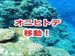 オニヒトデの移動！沖縄・慶良間諸島国立公園