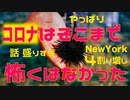 【感染爆発？】NYCのコロナ入院患者　半数が別の理由！【コロナ入院の実数】