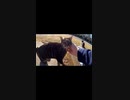 人懐っこい野良猫がいる穴場スポット#Shorts【野良猫】【感動猫】