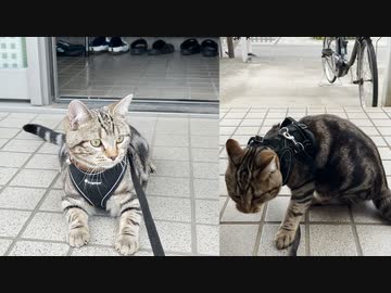 Cat Chocolat 外に出たがってたくせに実際に出そうとするとビビりまくる猫