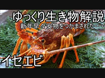 【ゆっくり解説】イセエビ　【謹賀・年始御挨拶】