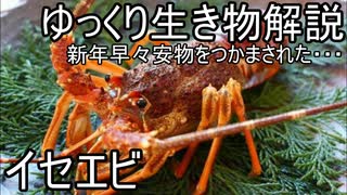 【ゆっくり解説】イセエビ　【謹賀・年始御挨拶】