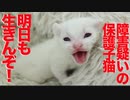 脳神経障害疑いの保護子猫、生きる意志を強く主張する