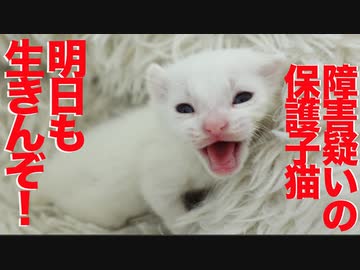 脳神経障害疑いの保護子猫、生きる意志を強く主張する