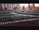Flower field@CHIYURI NAGAYAMA