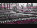 Flower field@CHIYURI NAGAYAMA