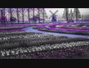 Flower field@CHIYURI NAGAYAMA