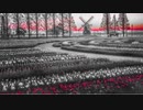 Flower field@CHIYURI NAGAYAMA