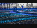 Flower field@CHIYURI NAGAYAMA