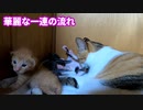 母猫の子育てルーティン『子猫歓喜から授乳までの流れ』【生後十六日目-8 保護猫から生まれた五匹の赤ちゃん子猫】