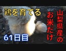 【58~61日目】お米だけで鶏を育てる