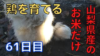 【58~61日目】お米だけで鶏を育てる