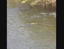 カルガモ親子、襲われる
