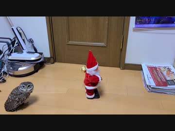 サンタさんを見るフクロウ