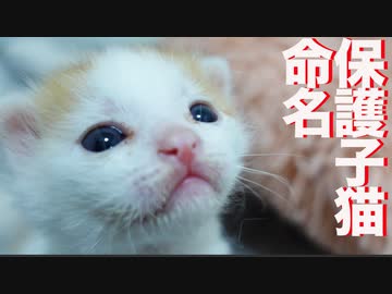 保護預かり赤ちゃん猫兄弟、命にその名前を刻む