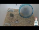 ハムスター　八紗（やしゃ）