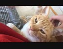 猫にとって指はおやつ
