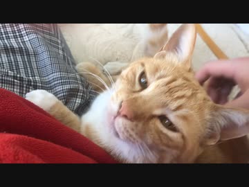 猫にとって指はおやつ