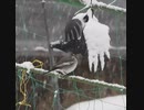 セキレイVSカラスの鳥よけ