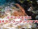 ミナミクモガニ（オランウータンクラブ）