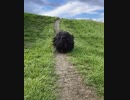 ホモと見る　タタリ神