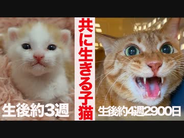 リアル子猫とベテラン子猫、一つ屋根の下の命の交差点