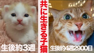 リアル子猫とベテラン子猫、一つ屋根の下の命の交差点