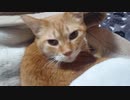 拾いねこ＠生後3477/3444日目　お出迎え動画・・にしたかった。