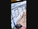 【衝撃映像】手すりははまったダチョウとんでもない事になる！