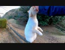 立ち上がって撫でられようとする野良猫が可愛過ぎる