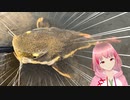 レッドテールキャットフィッシュを釣るin Guiana