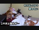 初めて子猫の前でエアコンをつけたら…まさかの展開