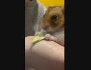 キャベツ、おいしい
