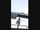 猫じゃらしをスズメが巣に持ち帰る