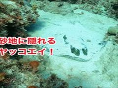 砂地に隠れるヤッコエイ！スキューバダイビング沖縄