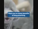 Benefits of Dog Grooming