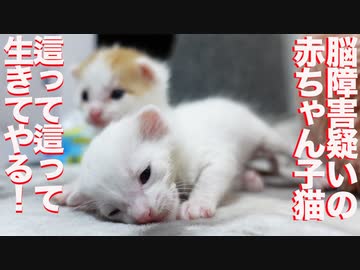 障害疑いの赤ちゃん猫、本能で生きる情熱を燃やす