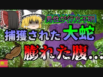 【2017年】捕獲された7mの大蛇 大きく膨れた腹 数日前から行方不明になっていた男性は…【ゆっくり解説】