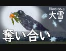 野鳥撮影0106C②【雪とカラスに食べられるミカン】カワセミ捕食。南天と椿。マガモとヒドリガモ。オオバン。鶴見川水系でコンデジ野鳥撮影。　#身近な生き物語　#ハシブトガラス　#カワセミ
