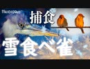 0107C①【大雪の翌朝の野鳥撮影】スズメが雪を食べる。魚を捕食アオサギ。雪の結晶にツララ。川霧と朝日で美しい景色と鳥たち。非日常的な横浜の風景。恩田川。　#身近な生き物語　#スズメ　#アオサギ